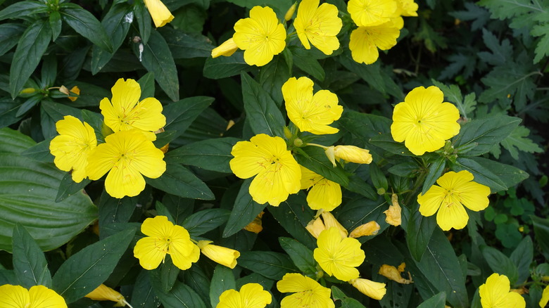 Bright yellow narrow-leaved sundrops against dark green foliage