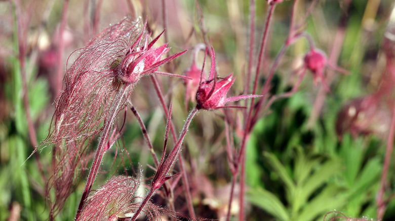 Close-up of prairie smoke's fuzzy pink seedheads