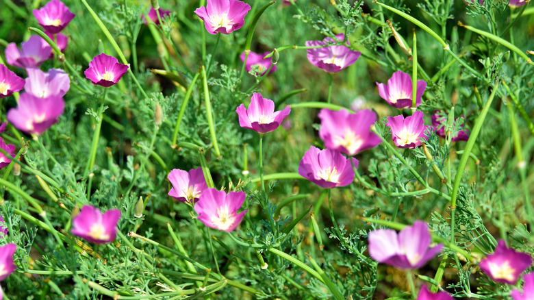 Purple poppy mallow flowers in bloom