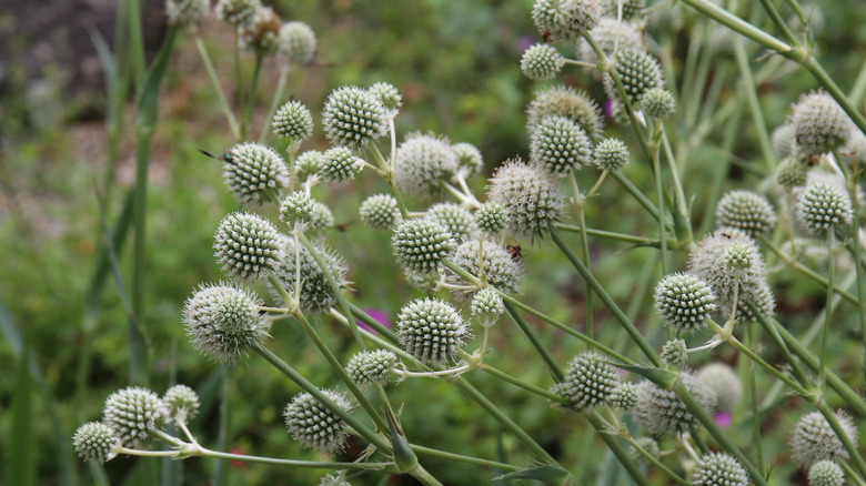 White rattlesnake master flowers in bloom