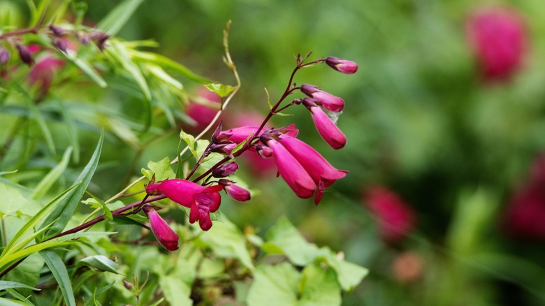 Close-up of rich pink rosy desert beardtongue flowers