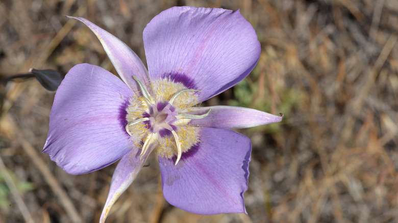 Close-up of a pale lavender sagebrush mariposa lily