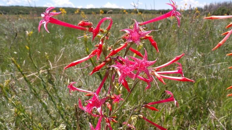 Red scarlet gilia flowers in bloom with a grassy field in the background