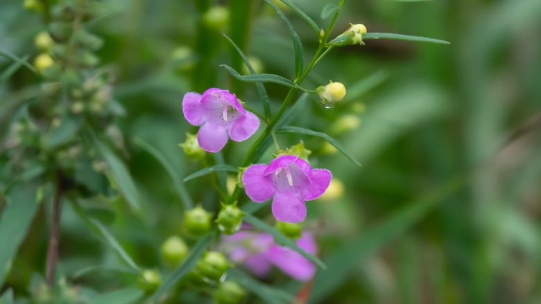 Close-up of pale purple slender false foxglove flowers