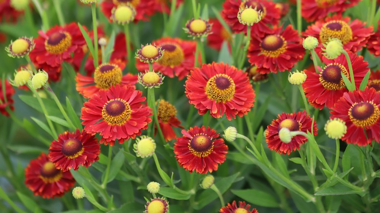 Close-up of red and yellow sneezeweed flowers in bloom