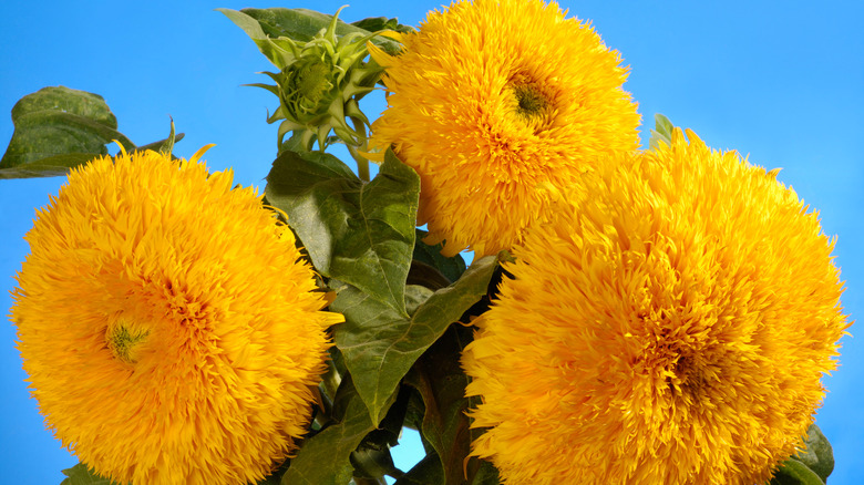 Close-up of three fluffy yellow teddy bear sunflower flowers