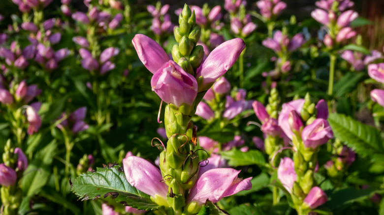 Close-up of pink turtlehead flowers in bloom