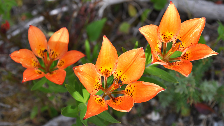 Close-up of three orange wood lily flowers