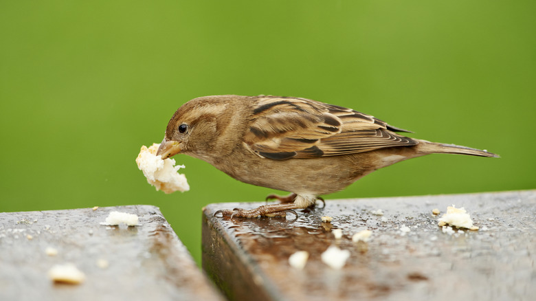 sparrow eating bread pieces
