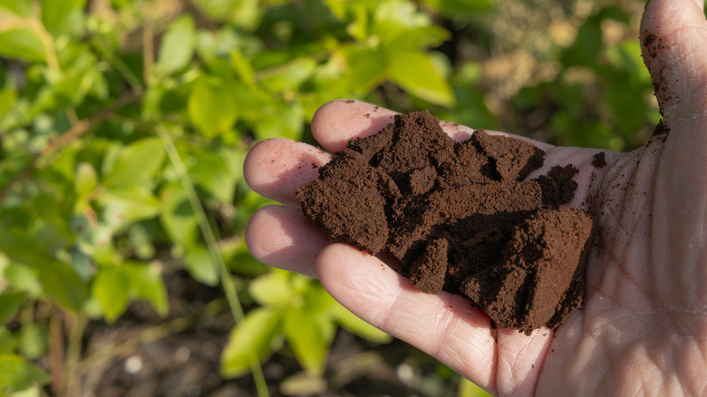 person holding coffee grounds outside