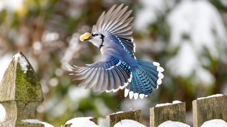 blue jay flying with peanut shell in bill