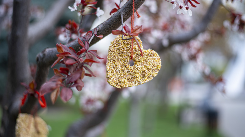 heart-shaped birdseed disc hanging from tree