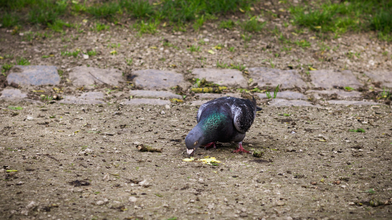 pigeon eating chips on ground