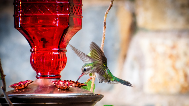 hummingbird visiting red feeder
