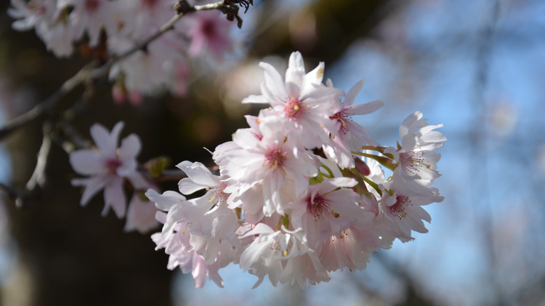 Flowers on an 'Autumnalis' flowering cherry tree.