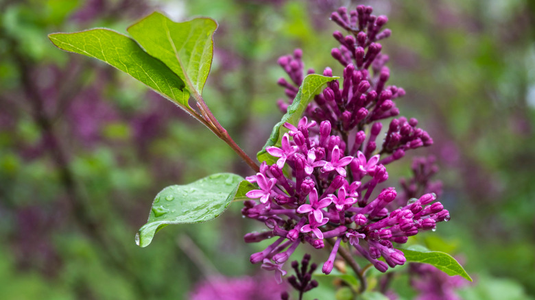 Closeup of a 'Bloomerang' lilac flower cluster.