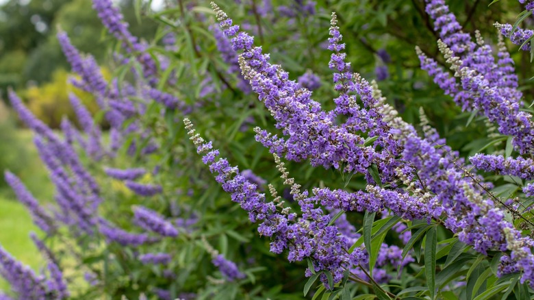 Purple flower clusters on a chasteberry tree.