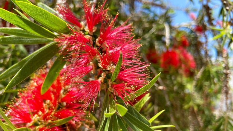 Closeup of red-crimson bottlebrush flowers.
