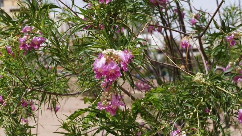 Desert willow flowers and foliage.