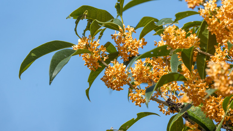 Orange flower clusters and green foliage on a fragrant tea olive tree.