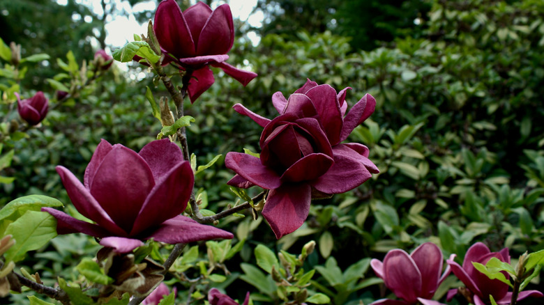 Closeup of 'Genie' magnolia flowers.