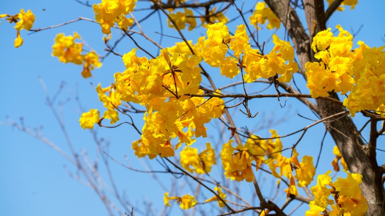 Yellow flowers on a golden trumpet tree.