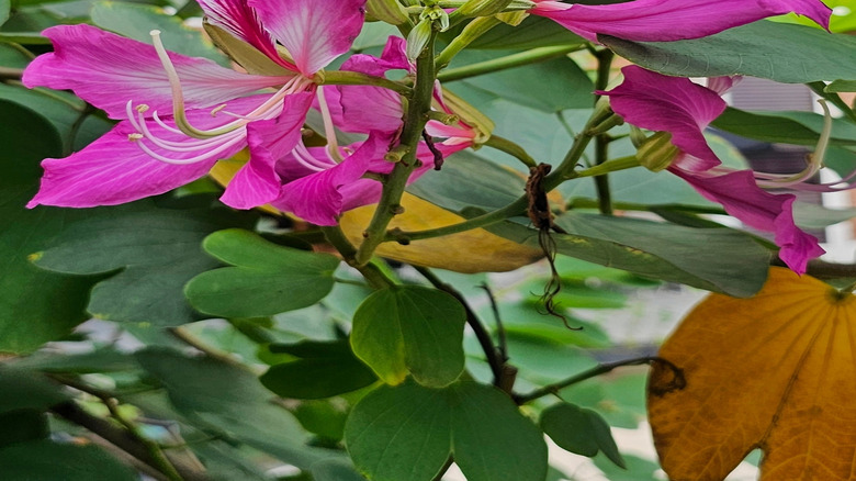 Closeup of pink flowers on a Hong Kong orchid tree.