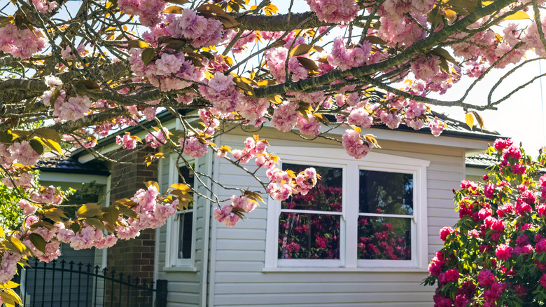 A pink flowering tree and shrub near a house.