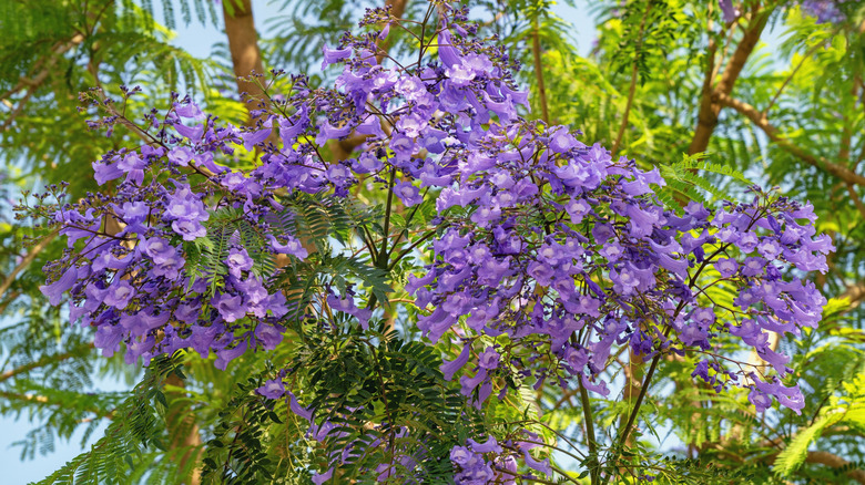 Purple flower clusters and fern-like foliage on jacaranda tree.