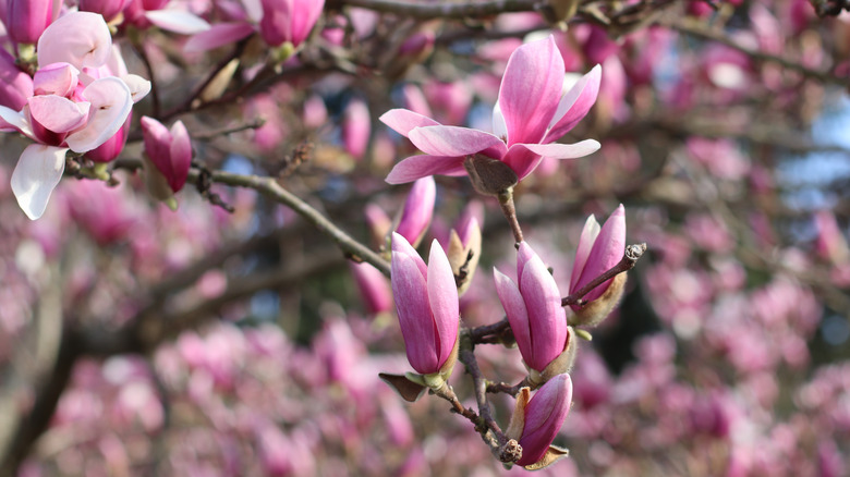 Closeup of 'Jane' magnolia flowers.