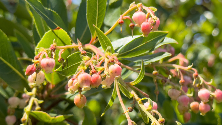 Foliage and pink flowers on a 'Marina' strawberry tree.