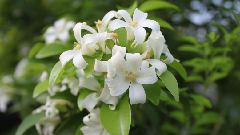 Clusters of white-orange jessamine flowers.