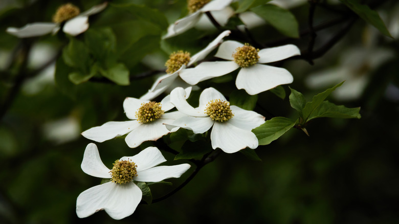 White flowers on a Pacific dogwood tree.
