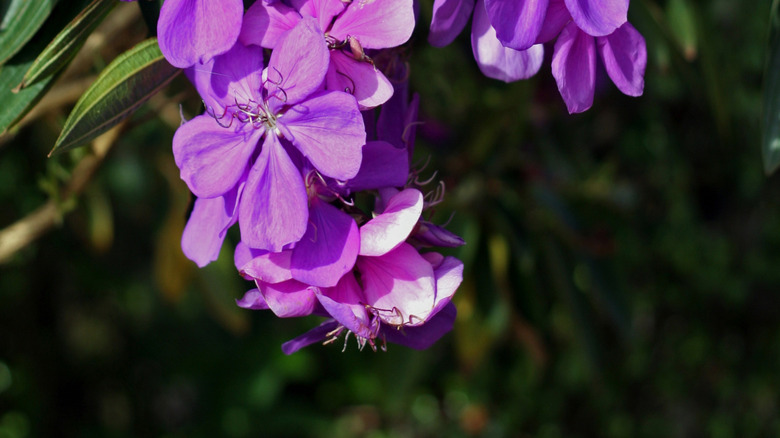 Closeup of flowers on a purple glory tree.