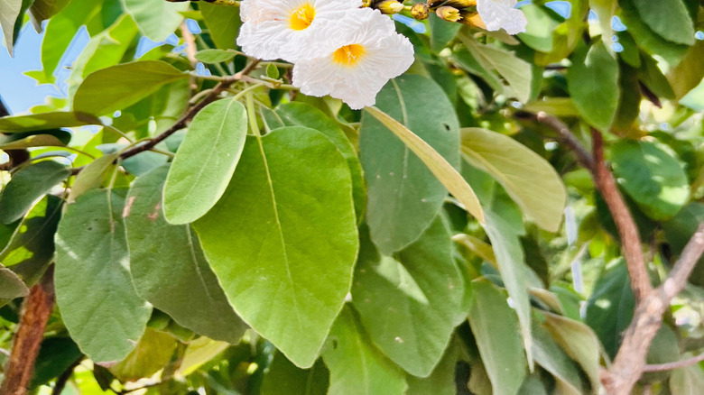 Closeup of white flowers on a Texas olive tree.