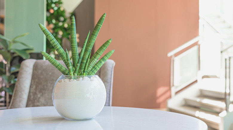African spear plant Dracaena angolensis in a glass container in a home