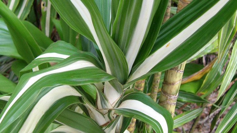 Close up of corn plant Dracaena bausei