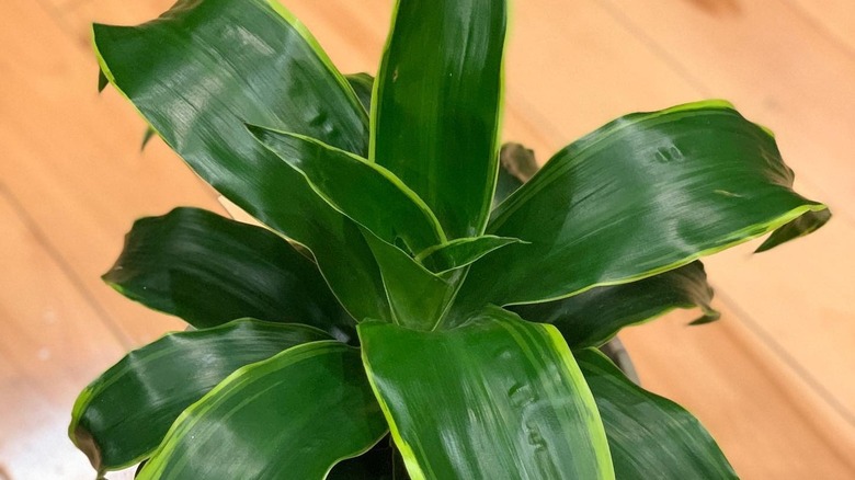 Close up of the corn plant Dracaena fragrans dorado