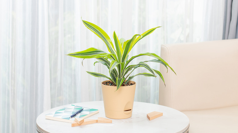 A Lemon Lime Dracaena fragrans on a table in a home