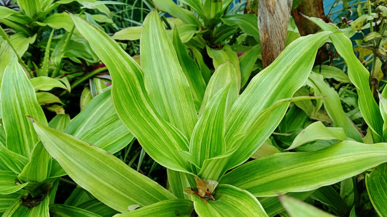 Close up of the Dracaena masoniana limelight