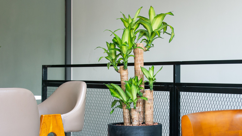 Dracaena fragrans 'Massangeana' in a minimialist modern pot