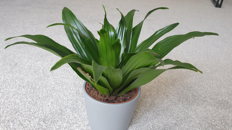 A close up of the foliage of