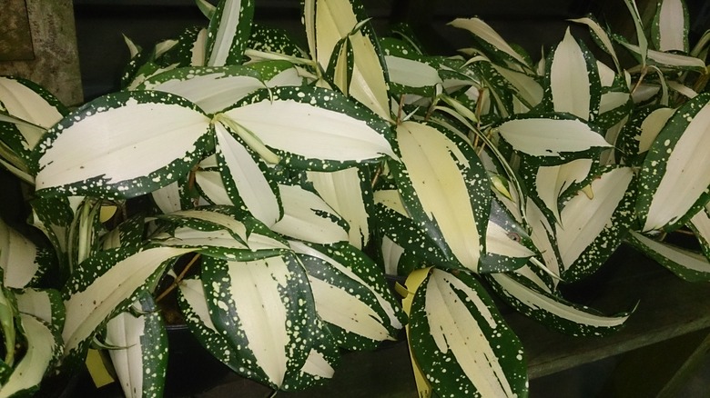 Close up of the cream and green foliage of the milky way dracaena