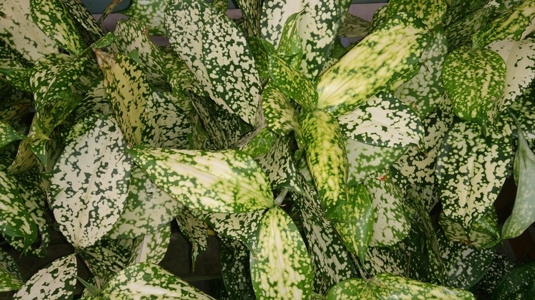 Close up of the variegated leaves of the Florida beauty dracaena