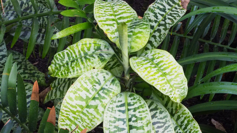 The leaves of the green zebra plant Dracaena goldieana