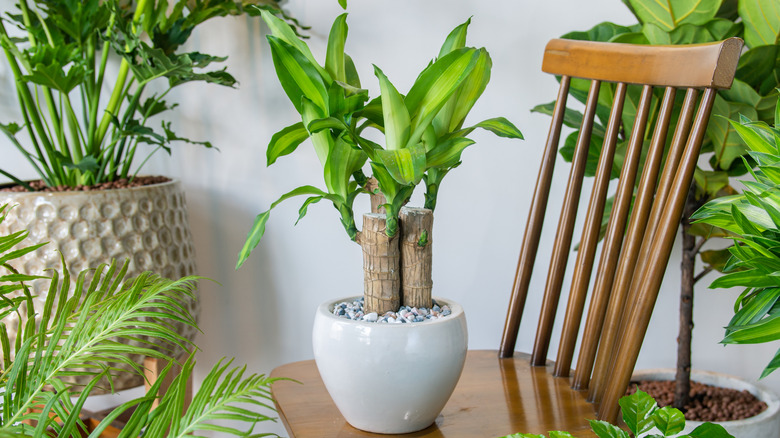 Dracaena fragrans sat on a wooden chair surrounded by other houseplants