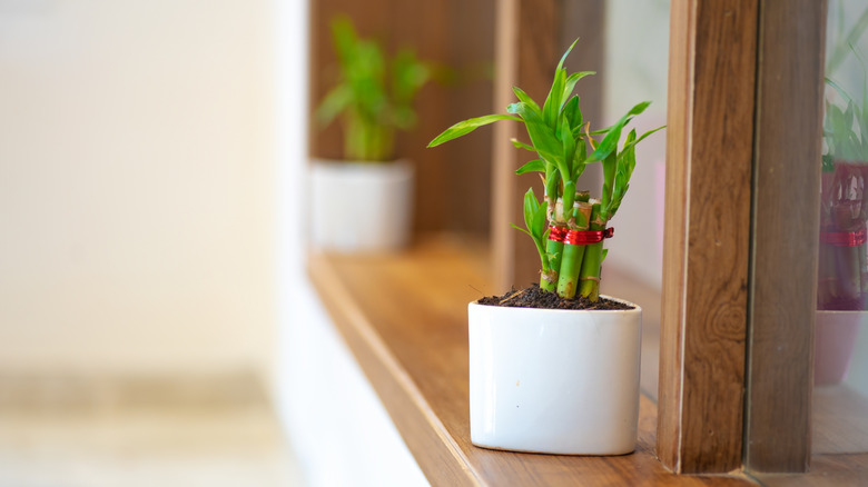A small lucky bamboo Dracaena sanderiana on display in a home