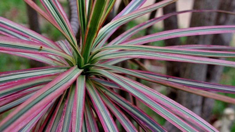 Close up of the Dracaena marginata magenta plant with red and green striped leaves