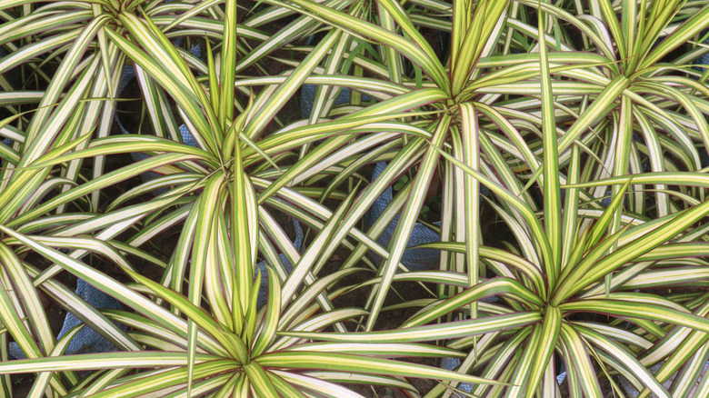 Dracaena sunray plants in a nursery