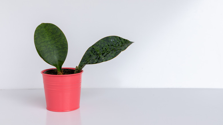 Dracaena masoniana shark fin plant in a red container